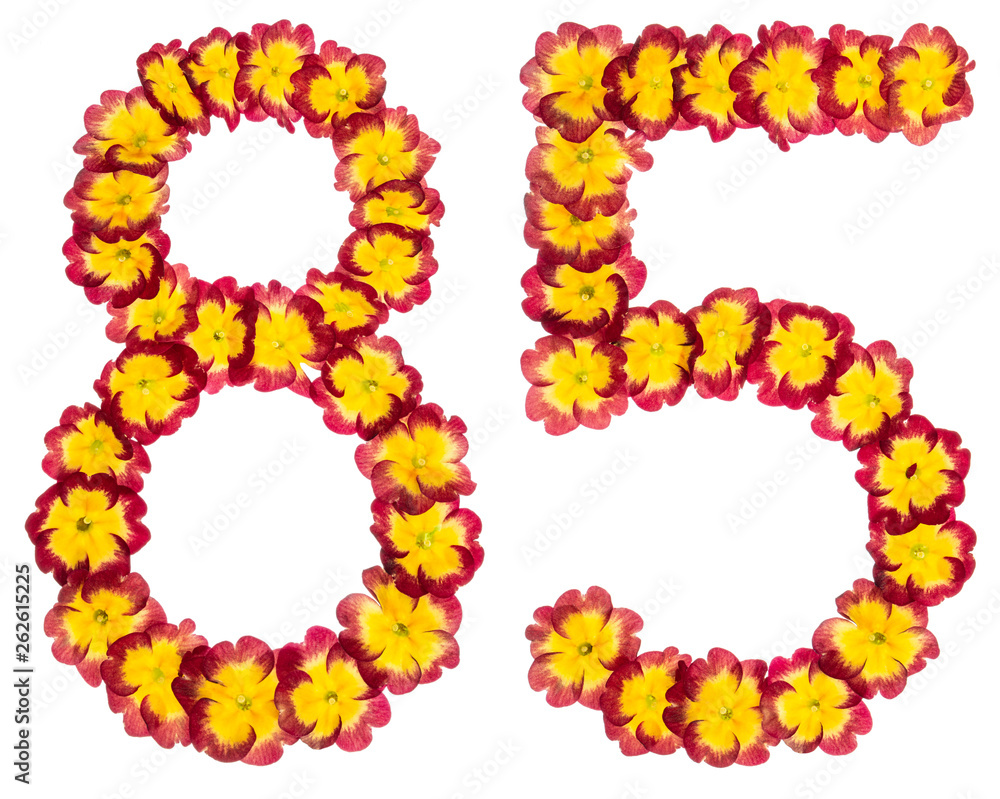 Numeral 85, eighty five, from natural flowers of primula, isolated on white background
