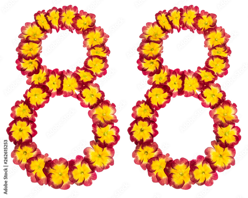Numeral 88, eighty eight, from natural flowers of primula, isolated on white background Numeral 88, eighty eight, from natural flowers of primula, isolated on white background