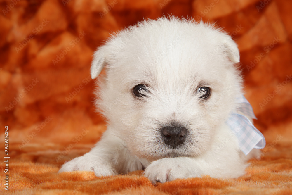 West highland white terrier puppy West highland white terrier puppy