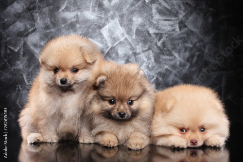 Cute Spitz puppies on gray background © VitCOM