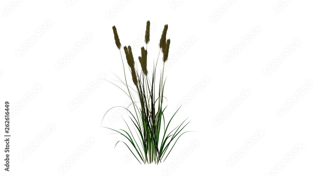 3d rendering of a growing realistic plant isolated on white 3d rendering of a growing realistic plant isolated on white