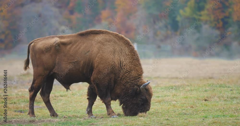 Wisent (European bison) grazing the glade pasture fresh grass in autumn forest, free wild animal Wisent (European bison) grazing the glade pasture fresh grass in autumn forest, free wild animal