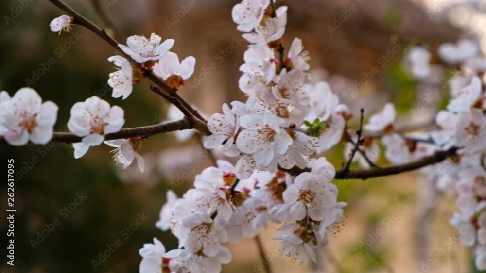 Closeup of blooming cherry tree branch with bunch of flowers Closeup of blooming cherry tree branch with bunch of flowers
