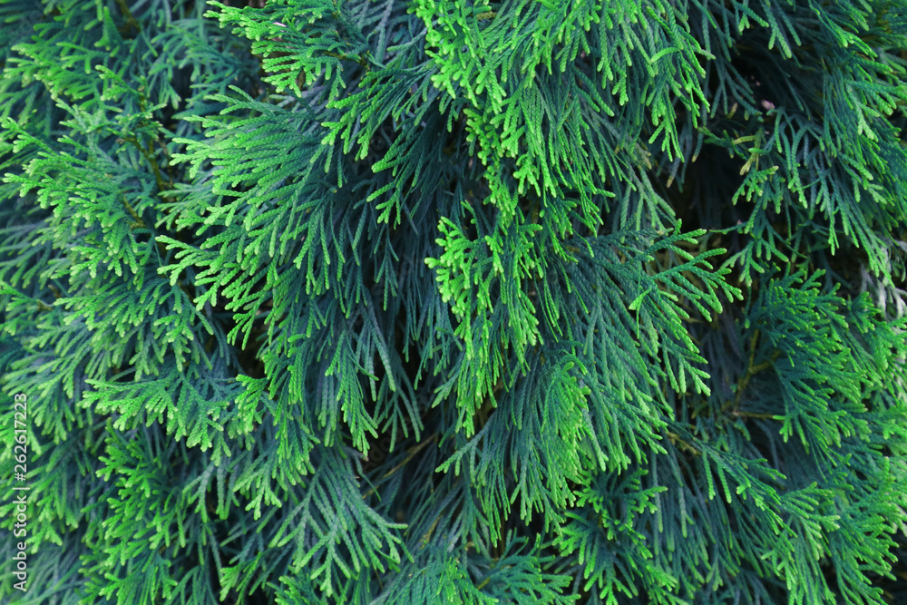 Green branches of the Arborvitae with a natural blue tint background for design. Green branches of the Arborvitae with a natural blue tint background for design.