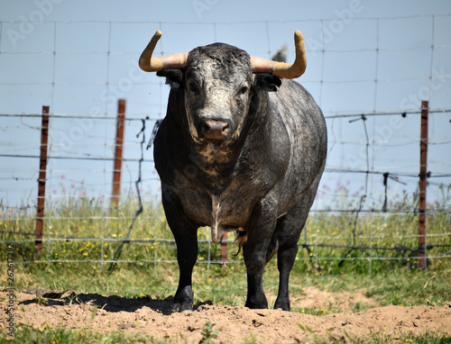 bull in spainn photo