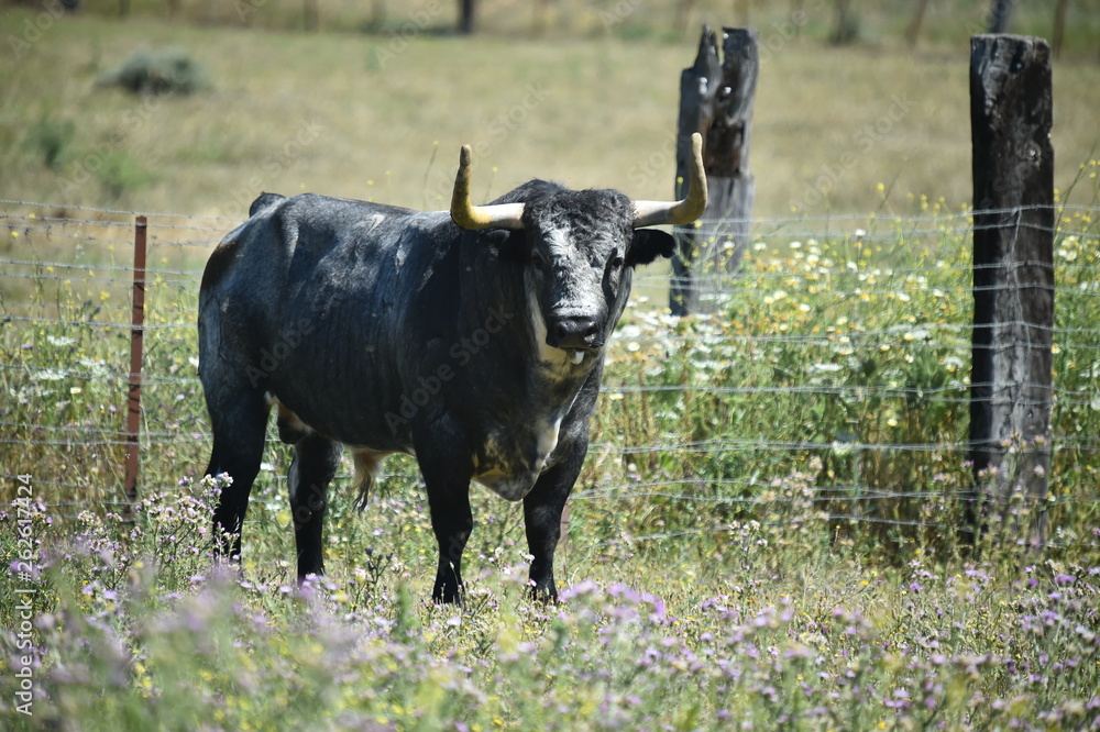 Fototapeta premium toro en campo español