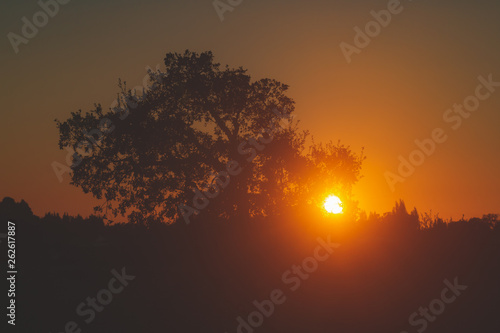 Silhouette of a cork tree at sunset © Ricardo