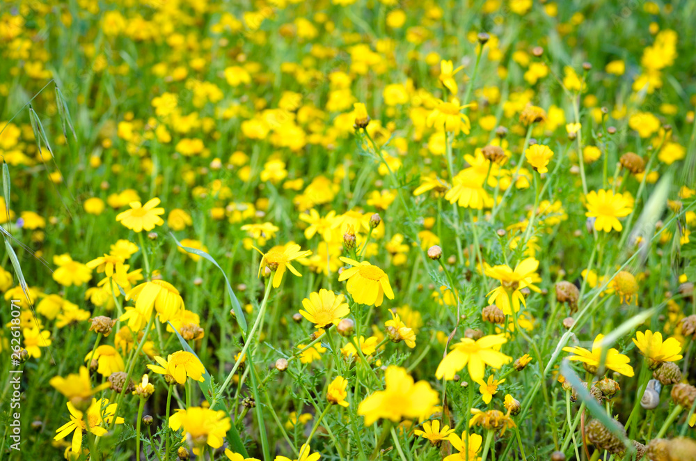 Obraz premium Field of bright yellow flowers of the corn marigold during spring . Blurred background
