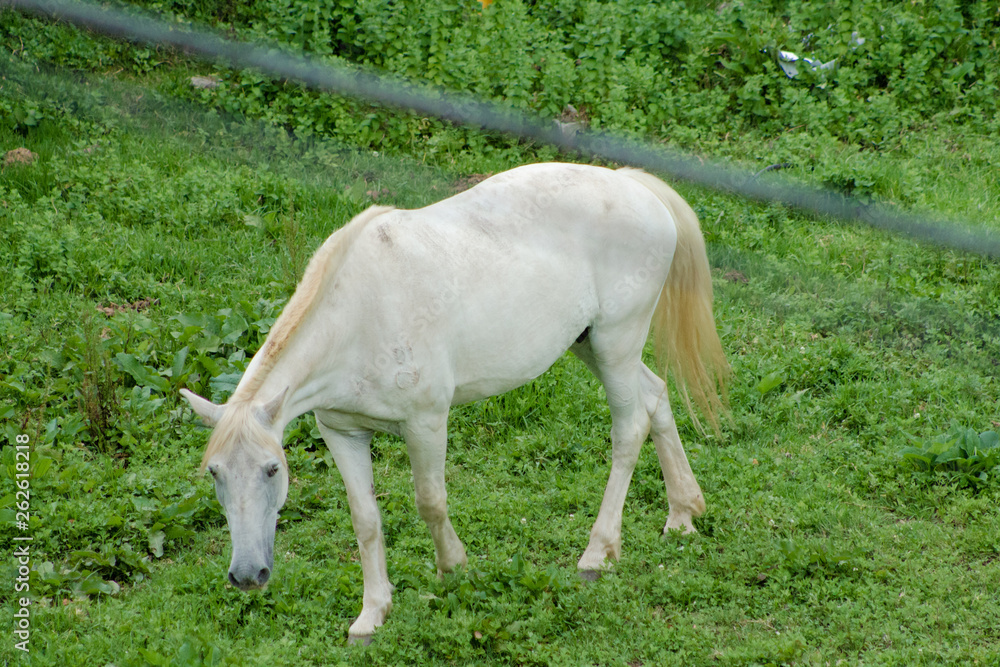 Obraz premium beautiful white horse loose on a ground