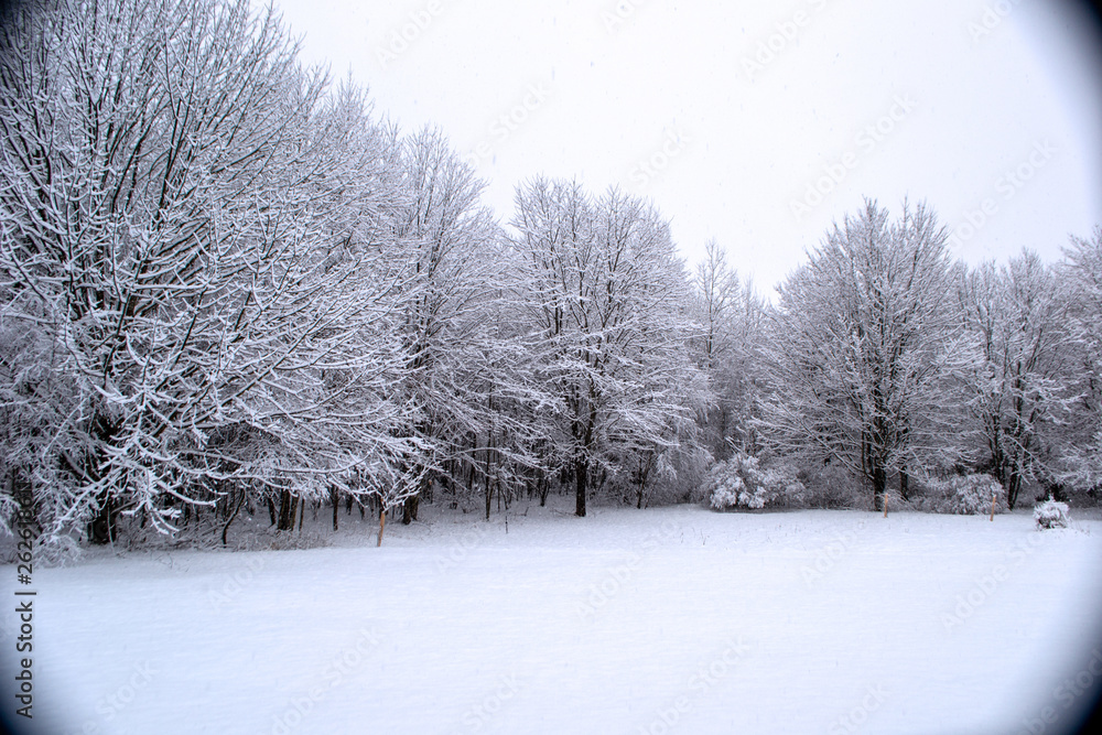 Obraz premium Winter Snow Vignette