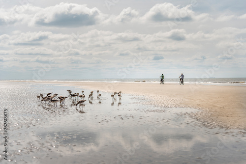 Flock of sandpipers on beach as two cyclists bike past