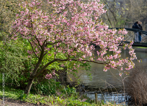 Blooming cherry tree in a park