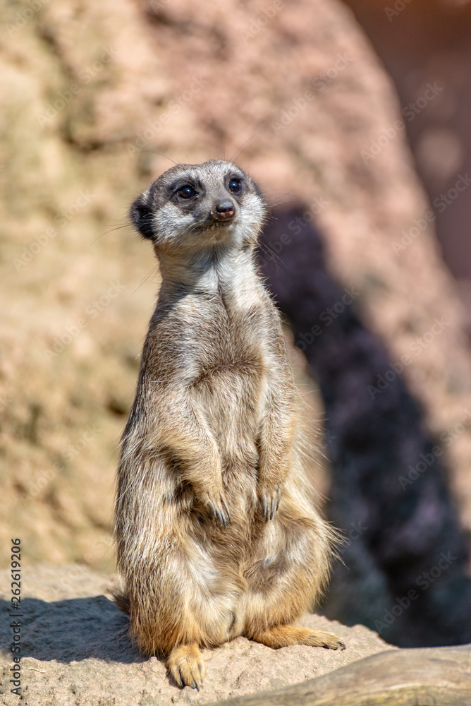 Fototapeta premium Meerkats enjoy the sun and are alert