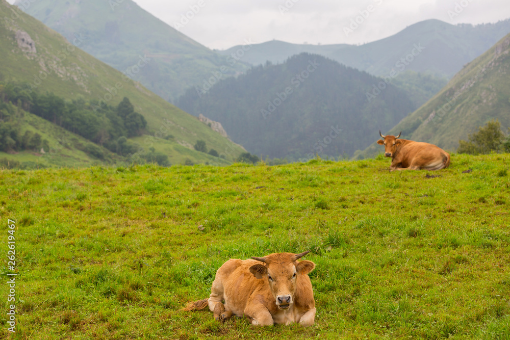 Fototapeta premium farm cows
