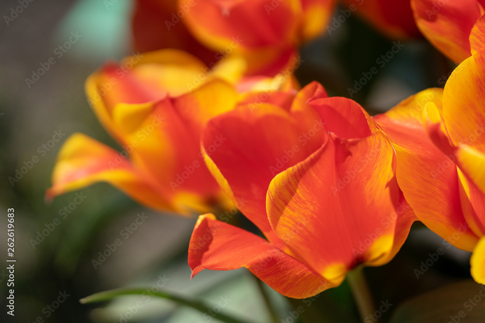 Two-colored tulip close-up Two-colored tulip close-up
