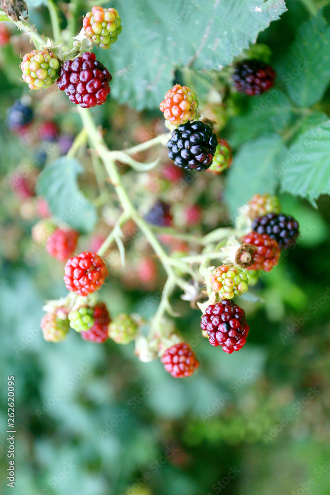 blackberries growing wil blackberries growing wil