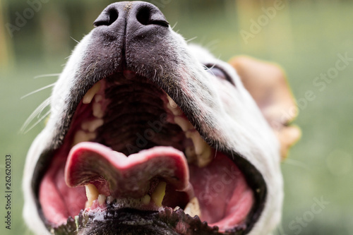 Dogs mouth close up 