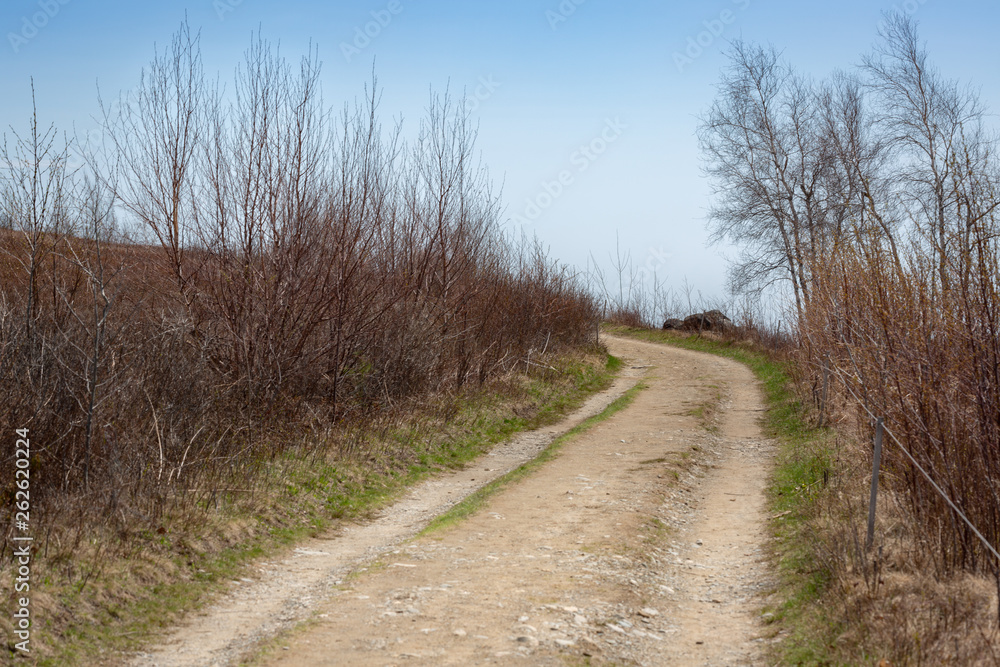 Countryside Dirt Road, Path, Walkway with Birch Trees Alongside Countryside Dirt Road, Path, Walkway with Birch Trees Alongside