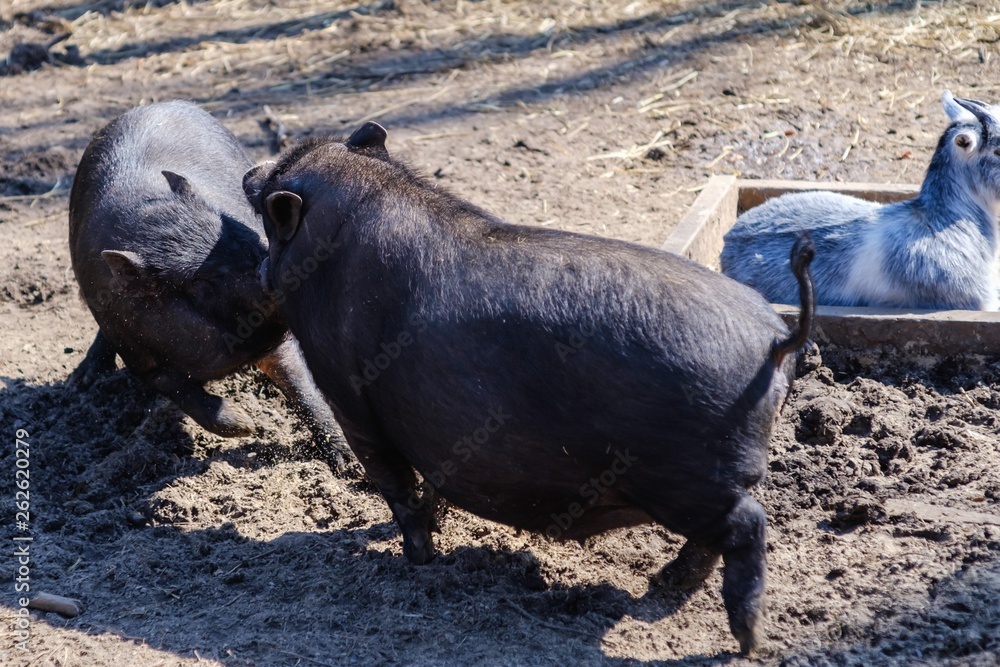 Agriculture pork meat piggy piglet, food little. Agriculture pork meat piggy piglet, food little.