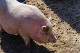 Agriculture pork meat piggy piglet,  farming.