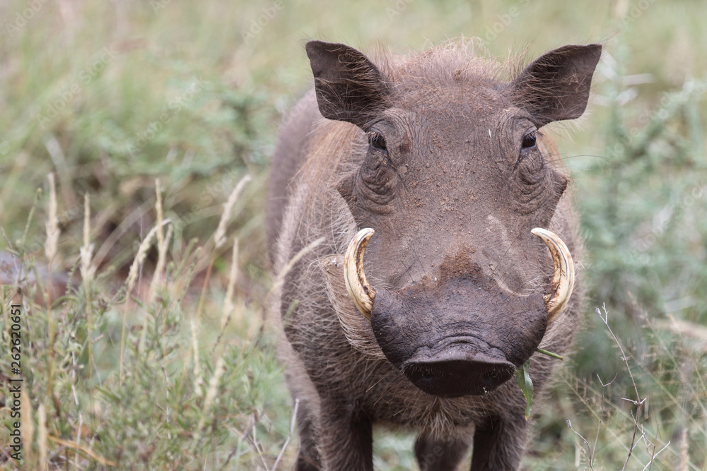 Warzenschwein / Warthog / Phacochoerus africanus Warzenschwein / Warthog / Phacochoerus africanus