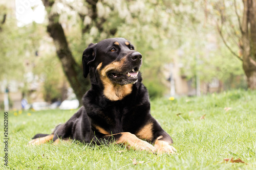 Portrait of mixed breed dog © sanjagrujic