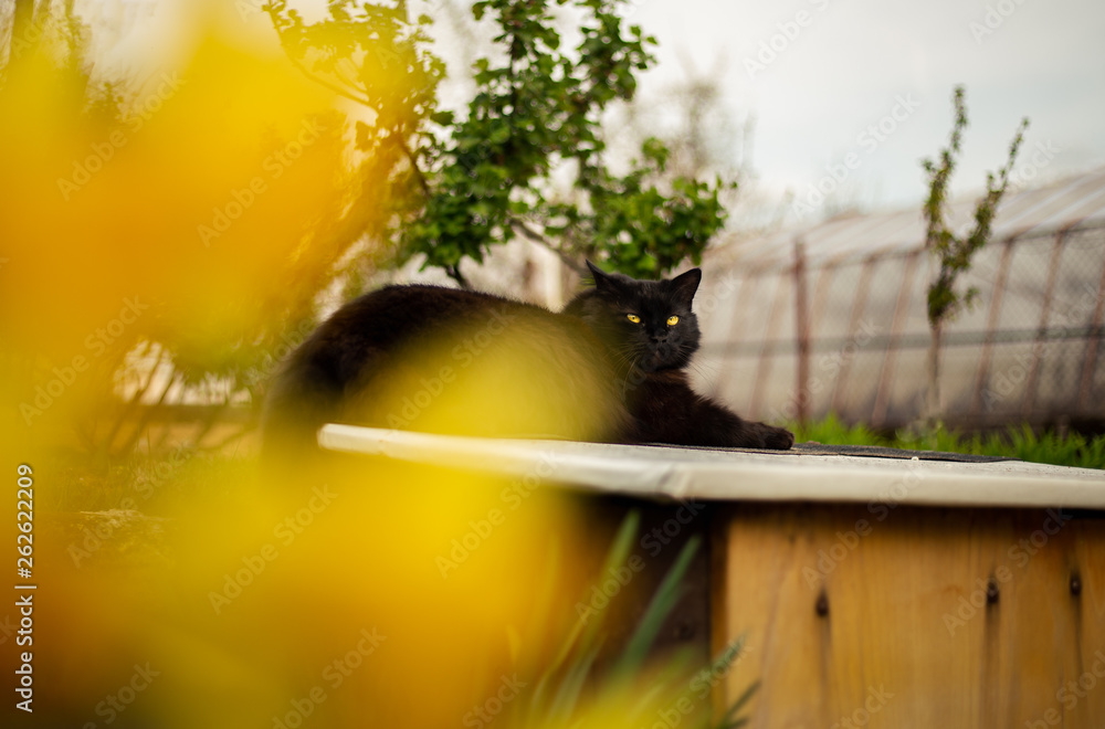 Φωτογραφία Close up portrait of tomcat (Chantilly Tiffany) resting and relaxing on the wall - sunny day