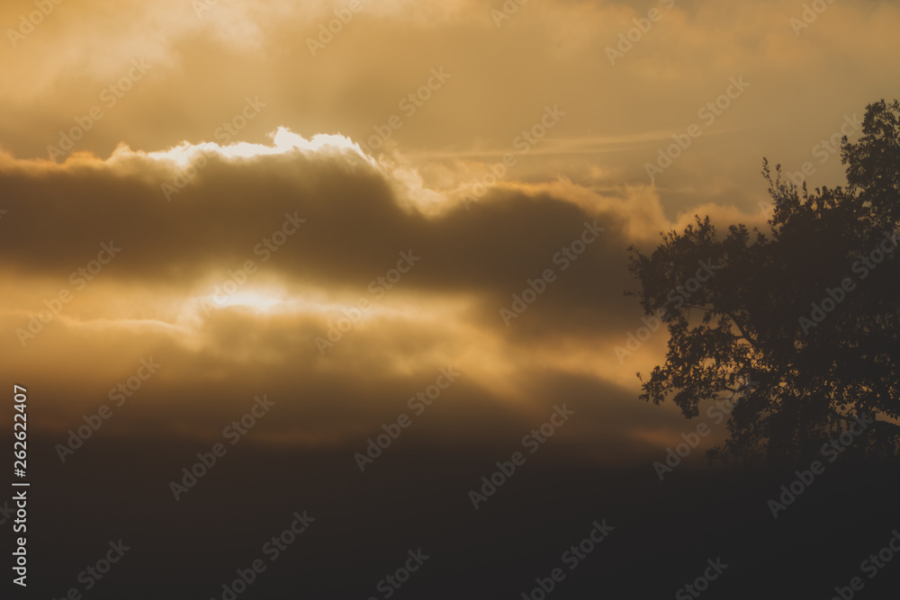 The sun behind the clouds and the branch of a cork tree