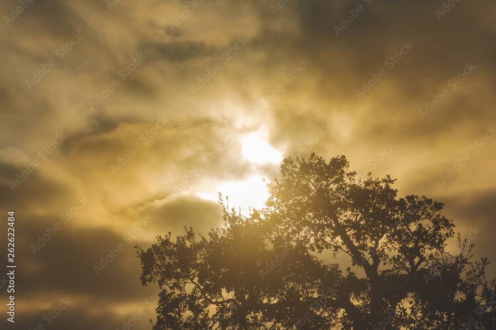 The sun behind the clouds and the crown of the cork tree in silhouette