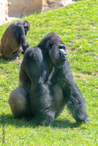 Lowland Gorilla Silverback is watching his family