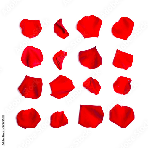 Set of red rose petals on white background