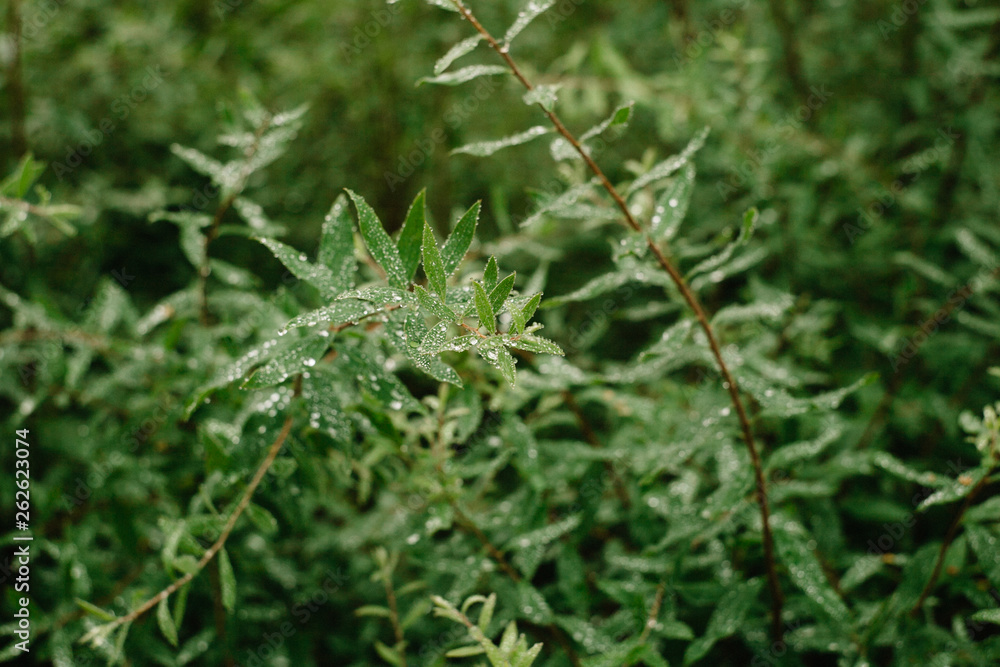 Shrub leaves covered with small drops of morning dew Shrub leaves covered with small drops of morning dew