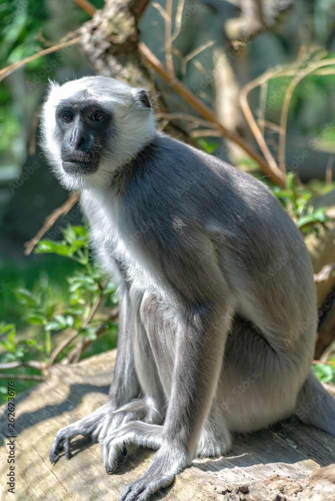 Hulman Langur attentively guards his territory