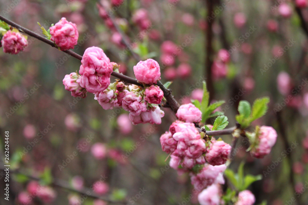 blooming apple tree blooming apple tree