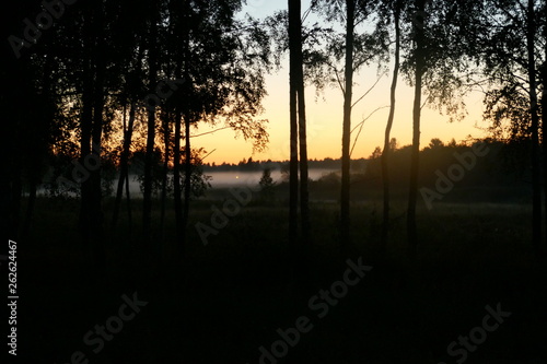 Forest fog sunset evening. Natural composition The photo
