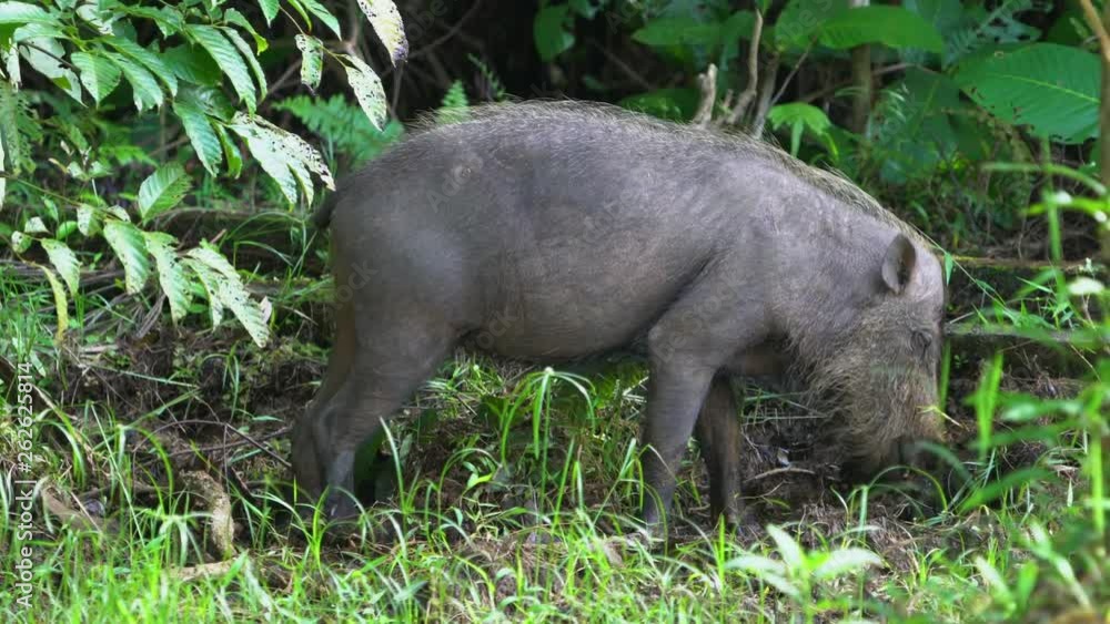 Borneo Bearded Pig digging with tusks in Bako National Park, Malaysia Borneo Borneo Bearded Pig digging with tusks in Bako National Park, Malaysia Borneo