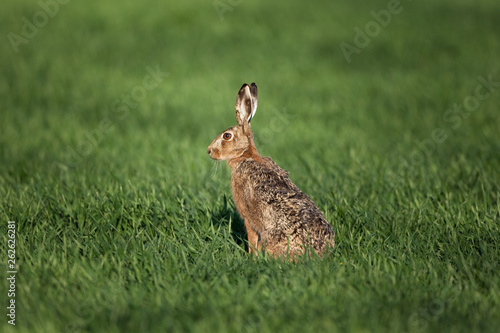 European hare, lepus europaeus © prochym