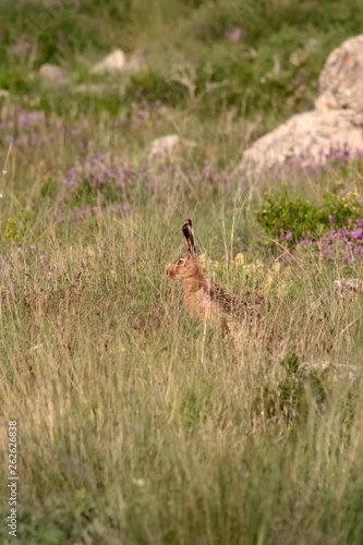 Wild rabbit. Cute animal European Hare. Natural background. Lepus europaeus.