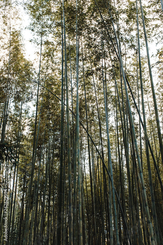 Bamboo forest at Arashiyama in Kyoto, Japan