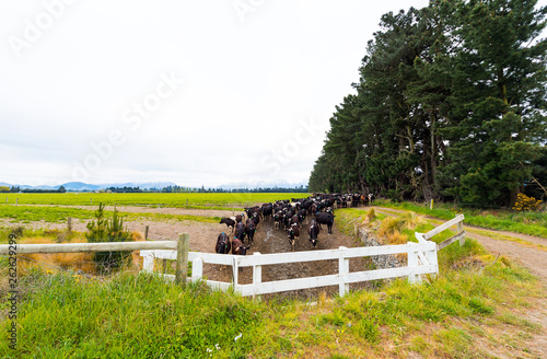 Herd of cows in the pen, Southern Alps, New Zealand sortiert. Copy space for text. photo