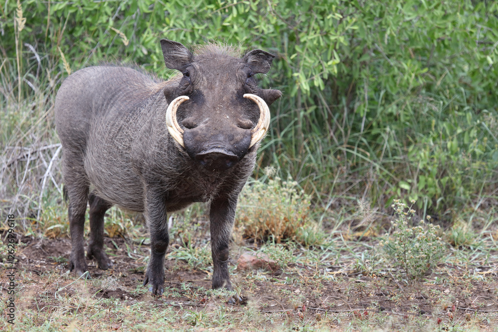 Warzenschwein / Warthog / Phacochoerus africanus Warzenschwein / Warthog / Phacochoerus africanus