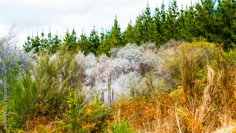 View of the forest in Wai-O-Tapu Geothermal Wonderland, Rotorua, New Zealand. View of the forest in Wai-O-Tapu Geothermal Wonderland, Rotorua, New Zealand.