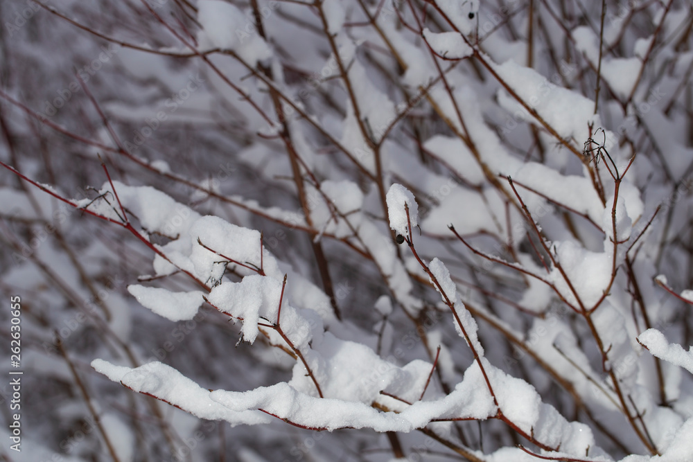 Trees covered with snow after a blizzard. Nature in winter. Christmas forest. Trees covered with snow after a blizzard. Nature in winter. Christmas forest.