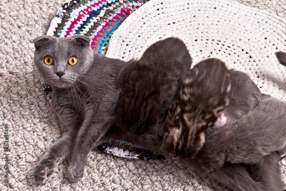 Grey Scottish Fold cat mother feeds her kittens