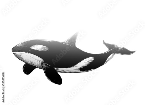 Vector drawing of killer whale in black color, isolated on white background. Graphic illustration, hand drawing. Drawing for posters, decoration and print. Vector illustration