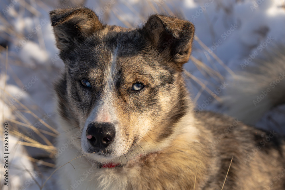 The alpha male of the Australian Shepherd dominates the winter forest. The predator controls its territory. Bypass possession. The alpha male of the Australian Shepherd dominates the winter forest. The predator controls its territory. Bypass possession.
