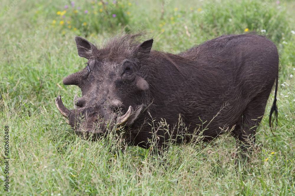 Fototapeta premium Warzenschwein / Warthog / Phacochoerus africanus