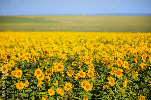 sunflower against field
