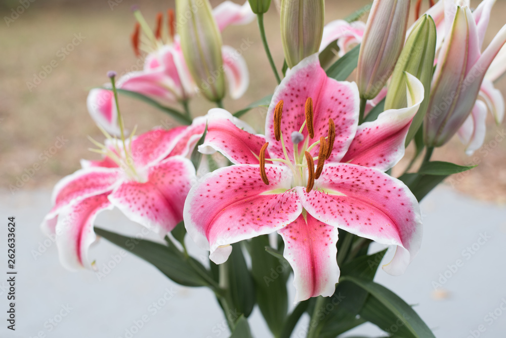 Fototapeta premium Star-fighter Lillie 