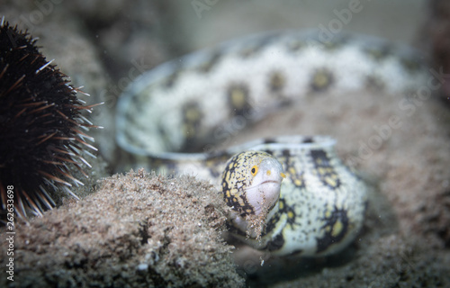 Moray eels on a coral reef in Hawaii